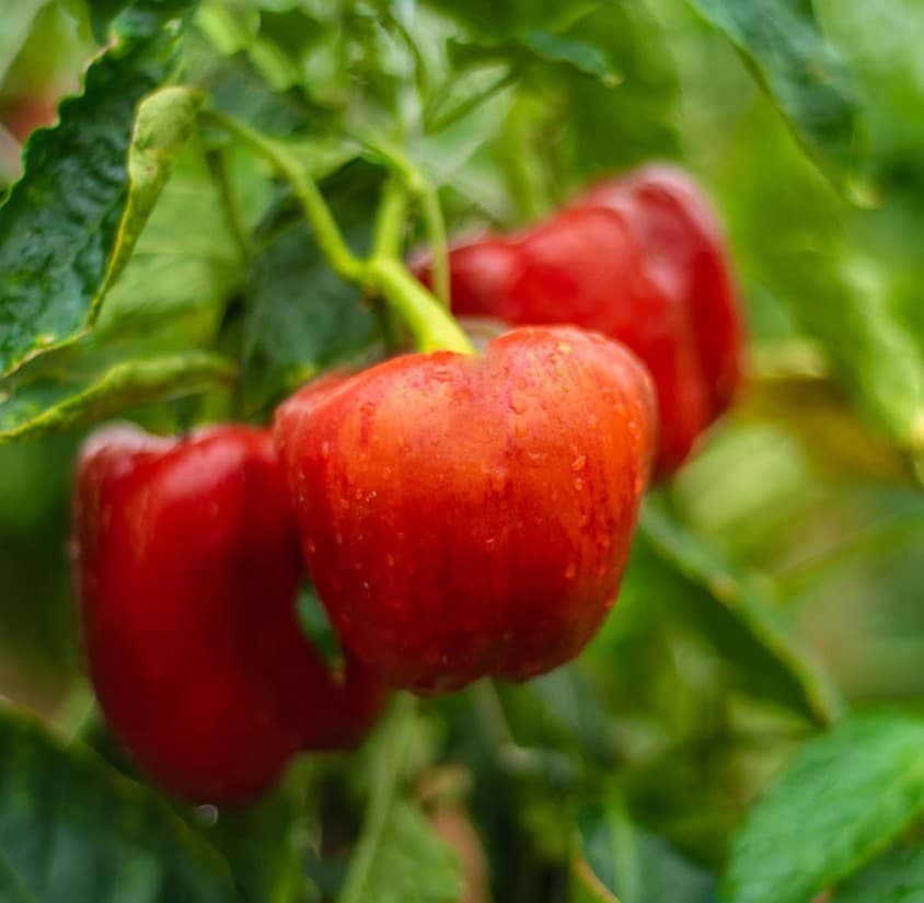 Bell Peppers