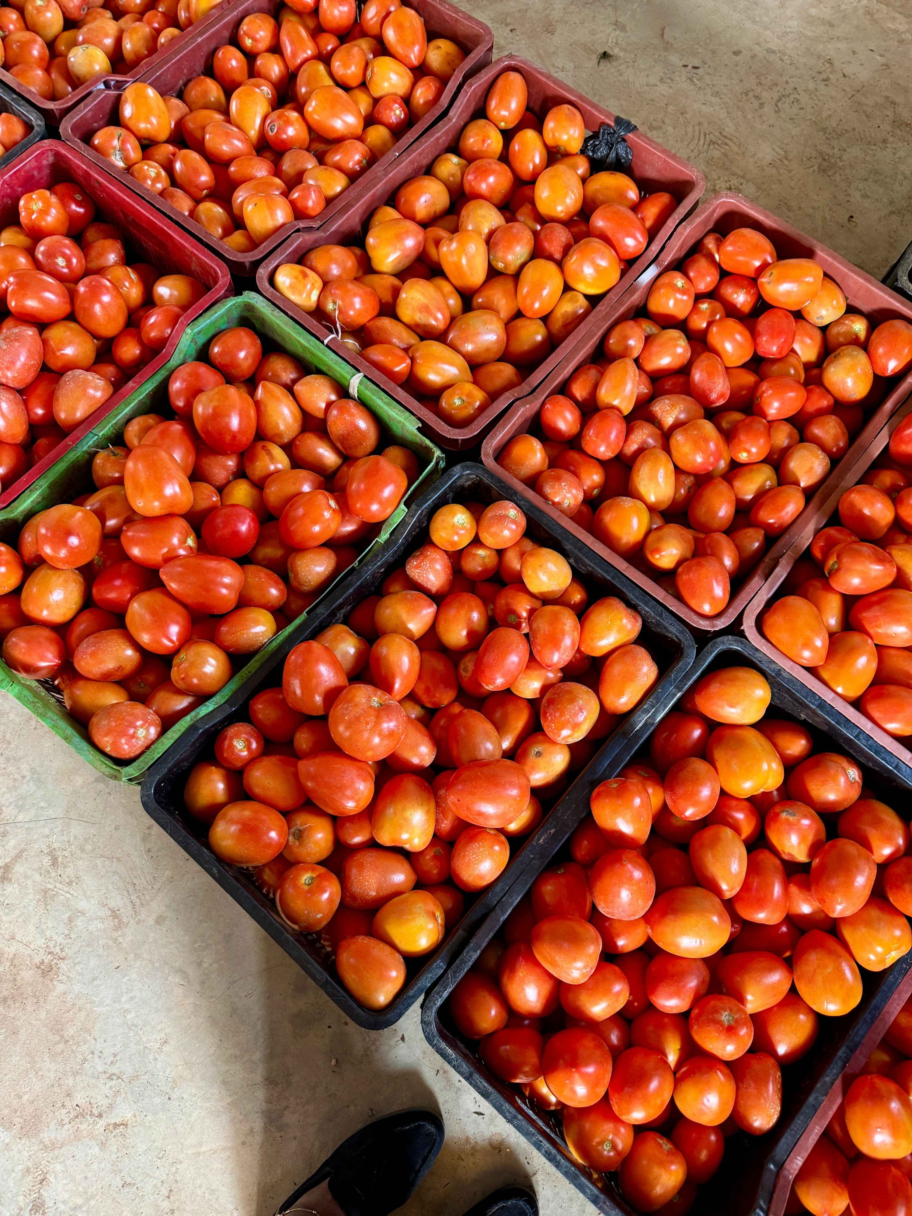 Premium Vine Tomatoes